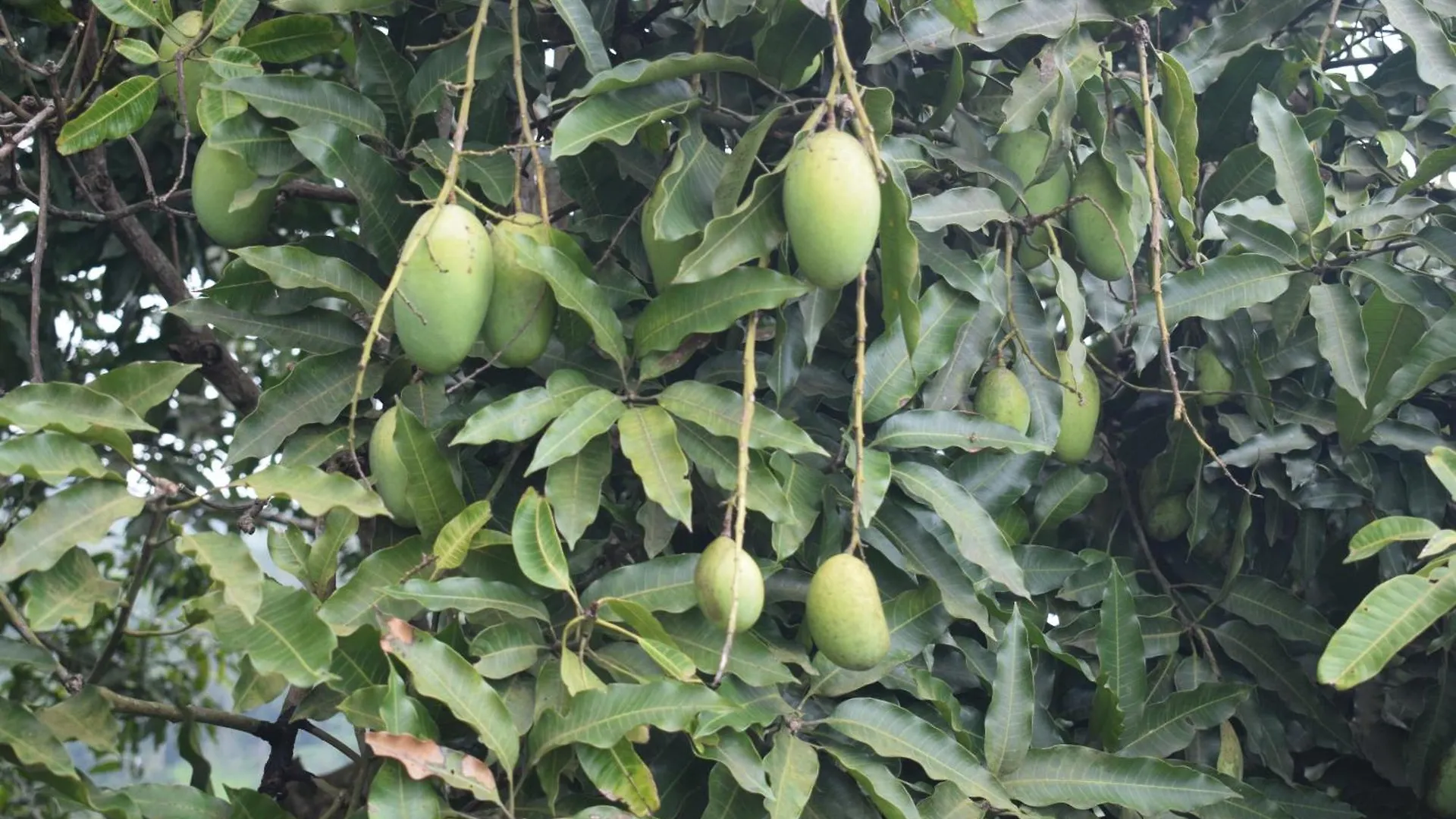 Namaya Nature Kandy