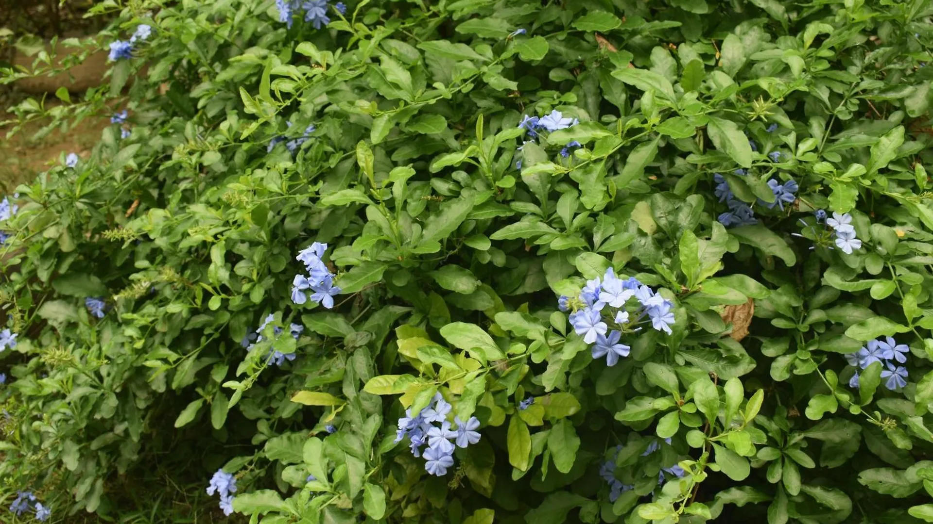 Namaya Nature Kandy Homestay