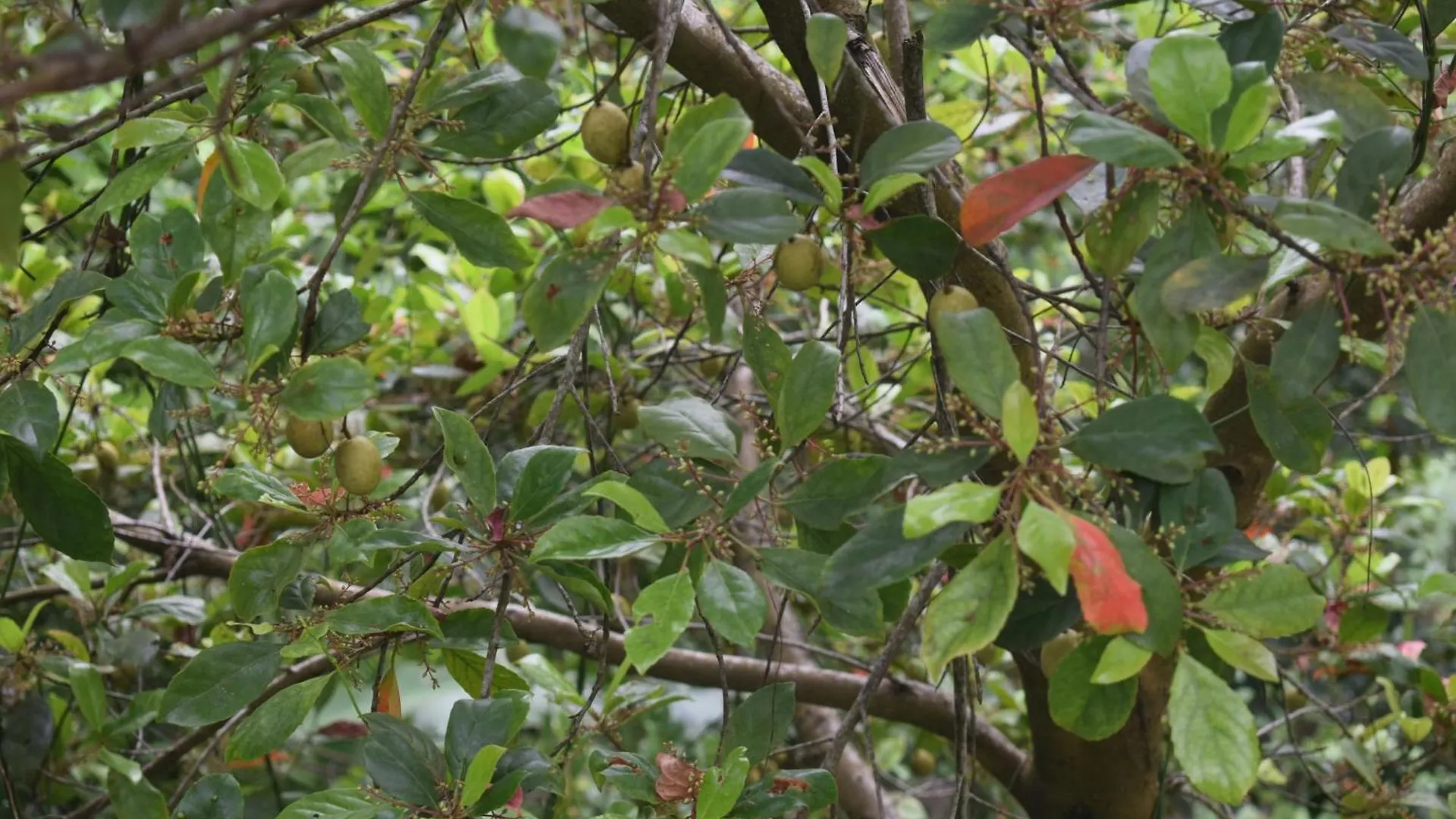 Homestay Namaya Nature Kandy
