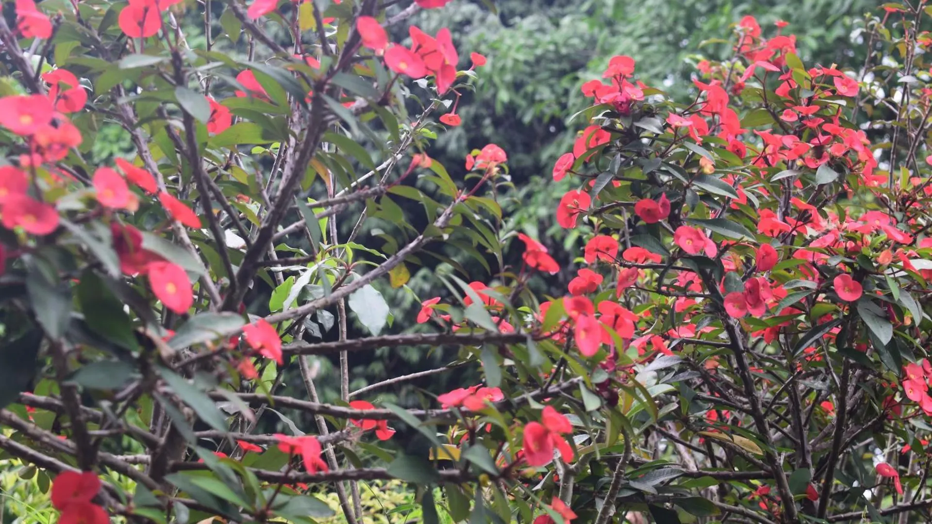 Ubytování v soukromí Namaya Nature Kandy